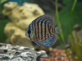 Diskus