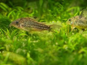 Zwei Marmorierter Panzerwelse