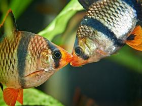 Zwei Sumatrabarben kommunizieren