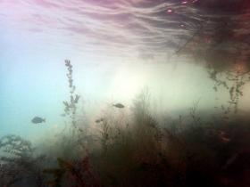 Unterwasserwelt im Zürichsee