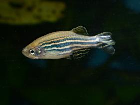 Zebrafisch
