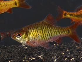 Zweifleckbarbe