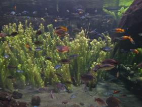 Aquarium mit Regenbogenfischen