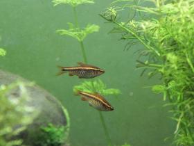 Bitterlingsbarben – Weibchen