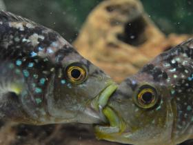 Buntbarsche kämpfend