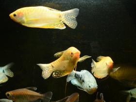 Fadenfische