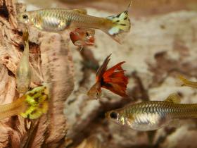 Guppys