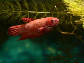 Siamesischer Kampffisch - Weibchen