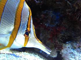 Kupferstreifen-Pinzettfisch (Chelmon rostratus)