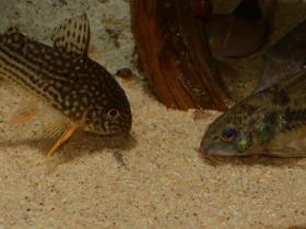 Panzerwelse suchen am Boden nach Futter