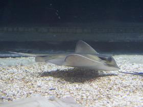Gewöhnlicher Stechrochen in einem Aquarium