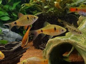 Ceylonbare - Pethia cumingii