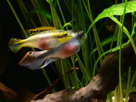 Männchen und Weibchen des Purpurprachtbarsches im Aquarium