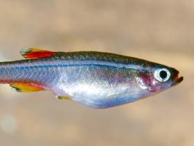 Kardinalfisch