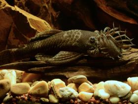 Männlicher Antennenwels mit Geweih