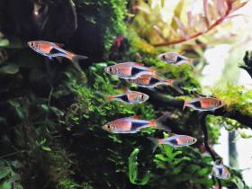 Eine Gruppe Keilfleckbärblinge in schön bepflanzem Aquarium