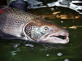 Atlantischer Lachs