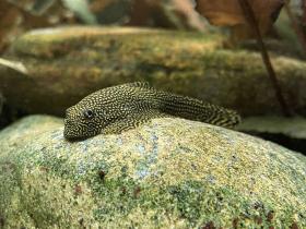 Flossensauger auf Stein