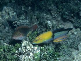 Halichoeres garnoti - Yellowhead wrasse, adult und Jungtier im Meer