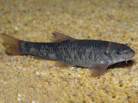 Eine Rötliche Saugbarbe auf dem Bodengrund