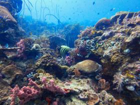 Blick in ein Riff mit Korallenfischen