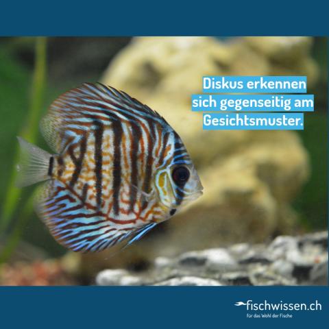 Diskusfische erkennen sich am Gesichtsmuster