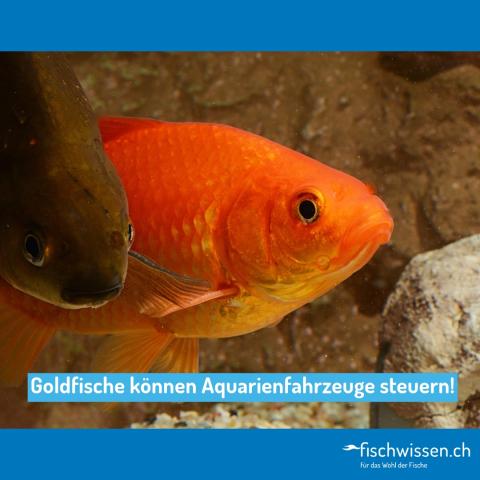 Fische können Aquarienfahrzeuge steuern!