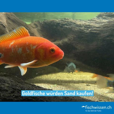 Goldfische würden Sand kaufen!