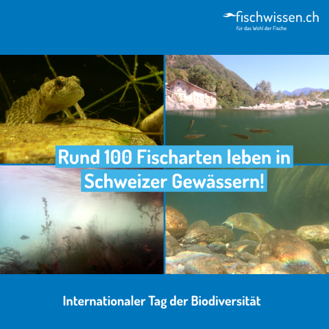 Fischvielfalt in der Schweiz - Int. Tag BDI