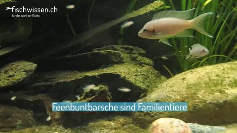 Feenbuntbarsche sind Familientiere