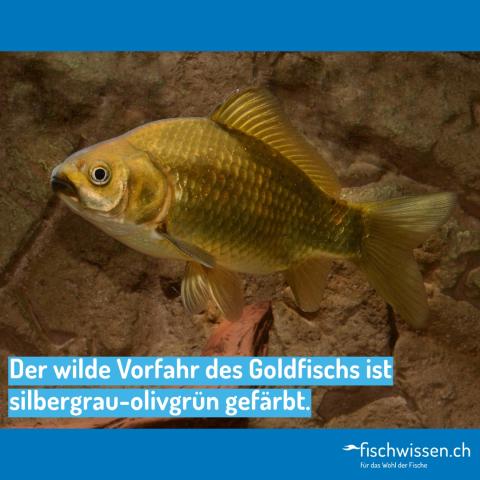 Goldfische wildfarben