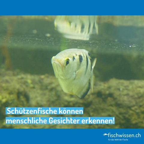 Schützenfisch