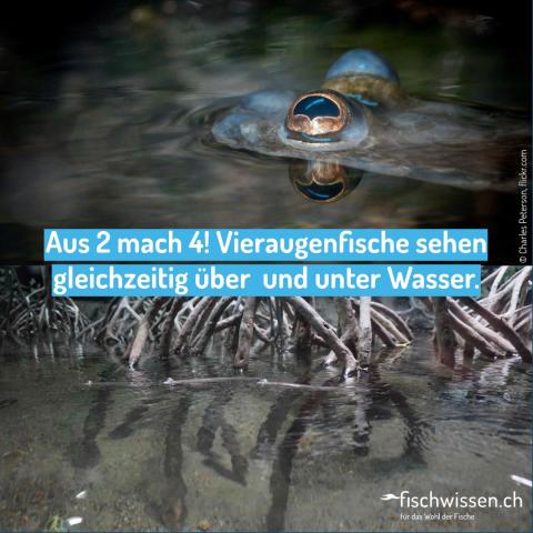 Vieraugenfisch