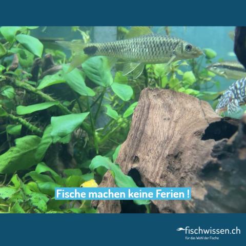 Fische im Aquarium