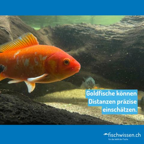 Goldfisch