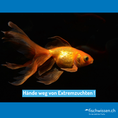 Goldfisch Extremzucht