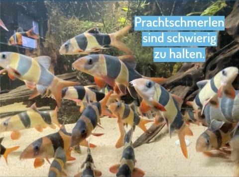 Prachtschmerlen in einem grossen Aquarium