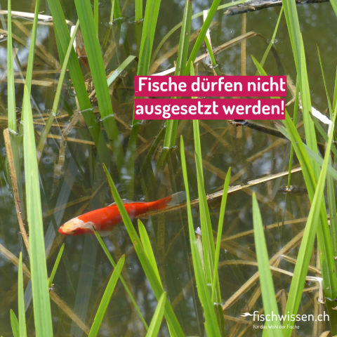 Fische dürfen nicht ausgesetzt werden!