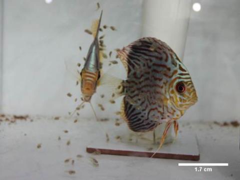diskus