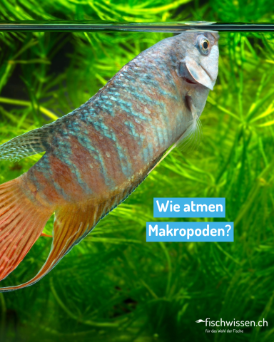 Makropode am Luft atmen an der Wasseroberfläche