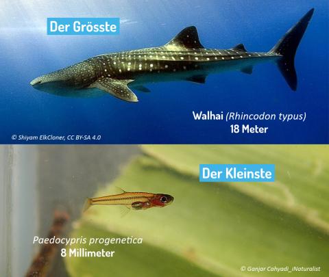 Walhai und Paedocypris progenetica