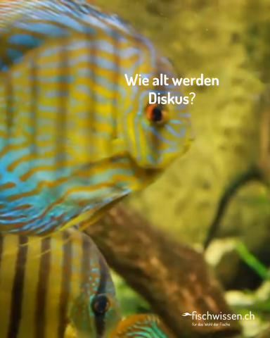 Diskus close up - Wie alt werden Diskus?