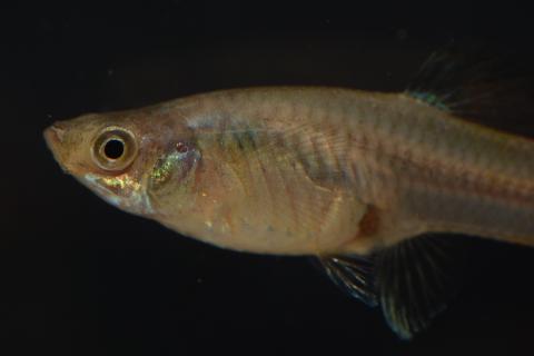 Guppy mit metall glänzendem Gesichtsmuster