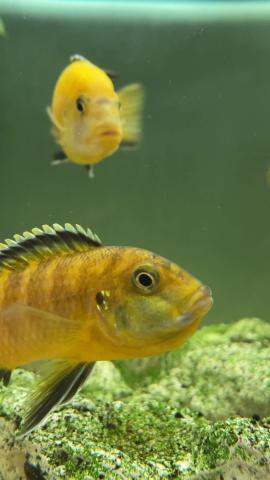 Malawi-Bunbarsch mit Brut im Maul