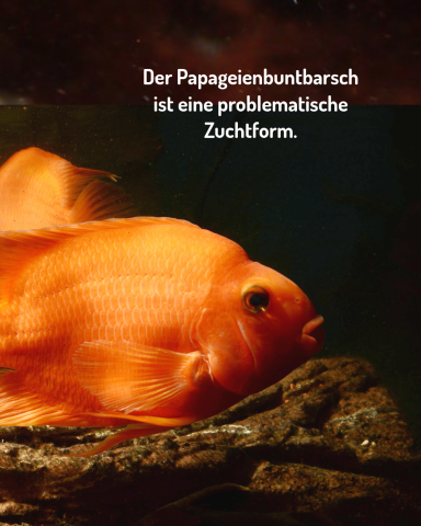 Papageienbuntbarsch