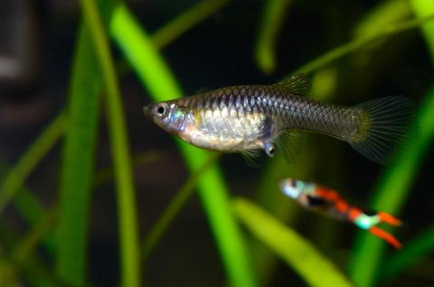Ein Guppyweibchen gebärt ein fertige entwickeltes Jungtiere