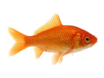Goldfisch