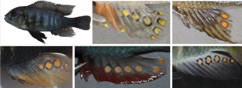 Eiflecken auf der Analflosse bei verschiedenen Buntbarscharten. 