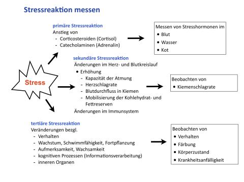 Schema zur Messung der Stressreaktion