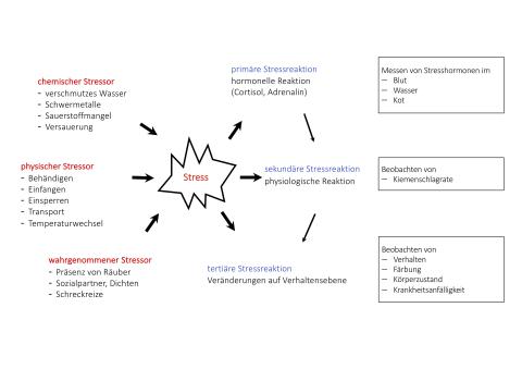 Schema zur Stressreaktion